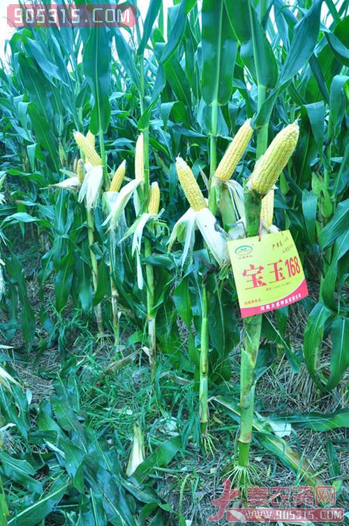 宝玉168玉米种子农资招商产品