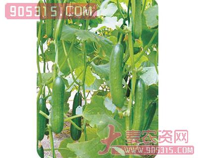 珍玉-黄瓜种子农资招商产品