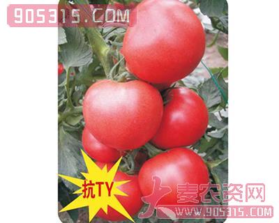 娇粉-番茄种子农资招商产品