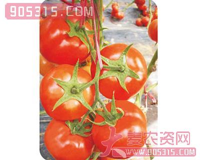 红瑞-番茄种子农资招商产品