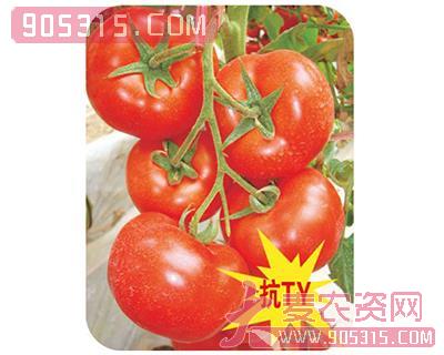 奥巴马-番茄种子农资招商产品