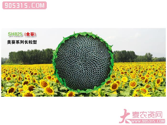 SH825(美葵系列长粒型-食葵)农资招商产品