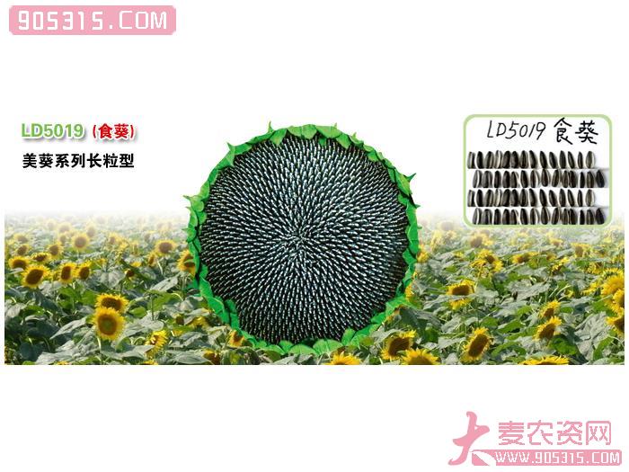 LD5019(美葵系列长粒型-食葵)农资招商产品