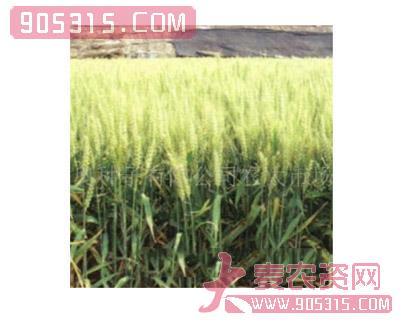 中优9507(新系)小麦农资招商产品