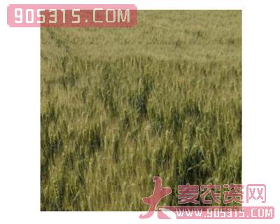 黑小麦种子-富奥农资招商产品
