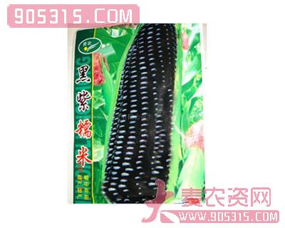 黑糯玉米种子农资招商产品