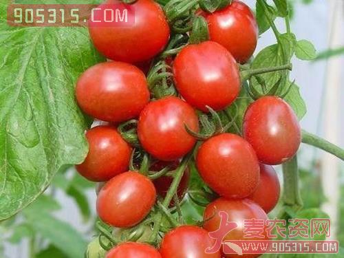 供应红色樱桃小番茄农资招商产品