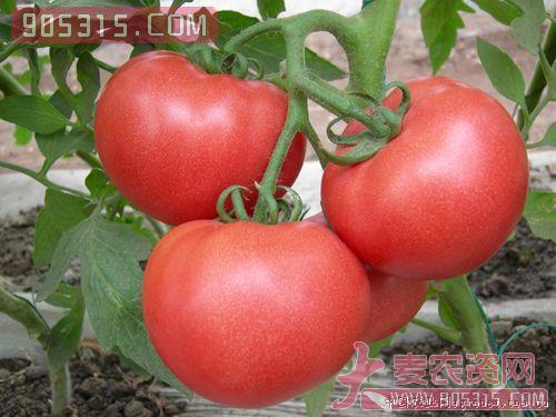 供应番茄农资招商产品