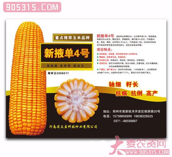 新掖单4号-玉米种子农资招商产品