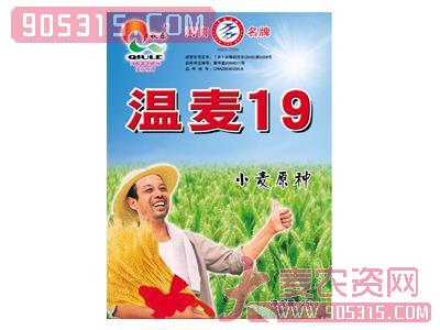 温麦19（秋乐9519）农资招商产品
