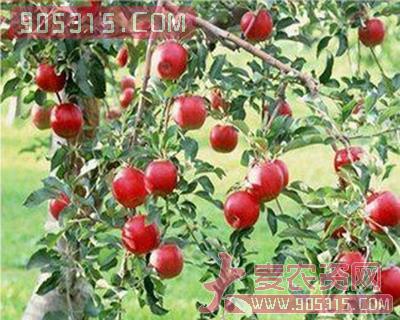 进口国外优质苹果苗农资招商产品