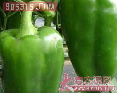 甜椒种子—甜椒6106(长方型绿椒)