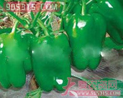 甜椒种子—普利莫(长方型绿椒)