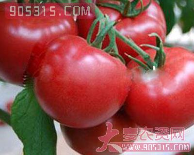 番茄种子—雅丽616农资招商产品