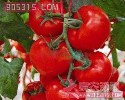 番茄种子—宝塔利亚（大红）