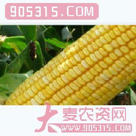 渝单11号-玉米种子-国豪种业