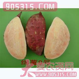 绵薯8号-红薯种子-国豪种业