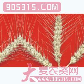 绵阳28-小麦种子-国豪种业农资招商产品