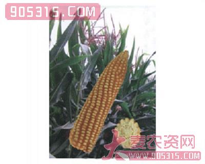 西都——玉米36农资招商产品