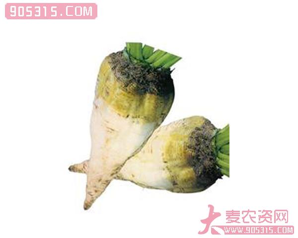 甜菜种子－BORE9113农资招商产品
