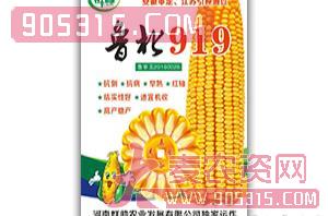 鲁北919-玉米种子-群帅农资招商产品