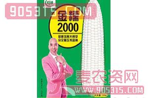 金糯2000-玉米种子-群帅农业农资招商产品