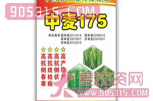 中麦175-小麦种子-豫神农业