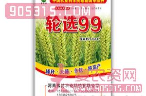 轮选99-小麦种子-豫神农业