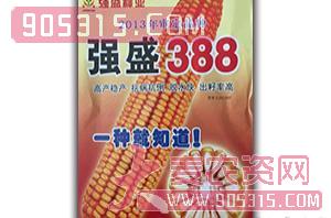 强盛388-玉米种子-鑫博