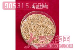 小麦种子-吨麦王1号农资招商产品