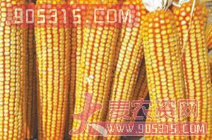 玉米农资招商产品