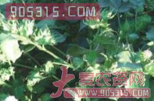 棉花种子118F1-种旺农业