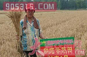 航麦1号-种旺农业试验田1