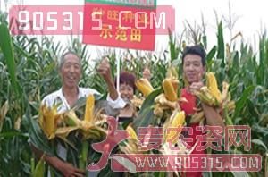 玉米种子-种旺农业试验田6