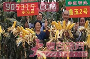 玉米种子-种旺农业试验田4农资招商产品