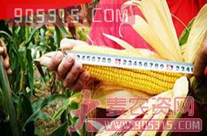 玉米种子-种旺农业试验田2
