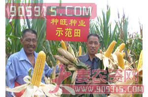 玉米种子-种旺种业4