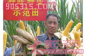 玉米种子-种旺种业3