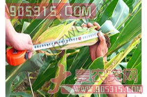 玉米种子-种旺种业5