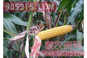 玉米种子农资招商产品