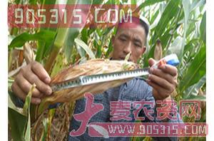 玉米种子-种旺农资招商产品