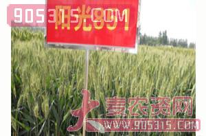 小麦种子-阳光851农资招商产品