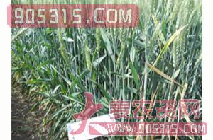 小麦种子-阳光818农资招商产品