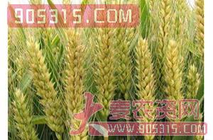 小麦种子（最新国审）-阳光578-丰硕种业农资招商产品