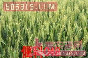 偃科048-小麦种子-商都种业农资招商产品