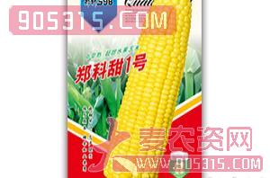 郑科甜1号-玉米种子-商都种业
