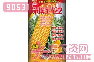 禾博士122-玉米种子-坔育种业