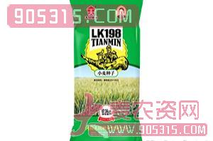 LK198-小麦种子-垄上行种业