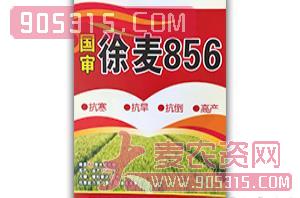 国审徐麦856-小麦种子-黄河北