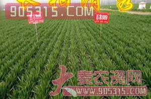 西农889-小麦种子-红旗种业